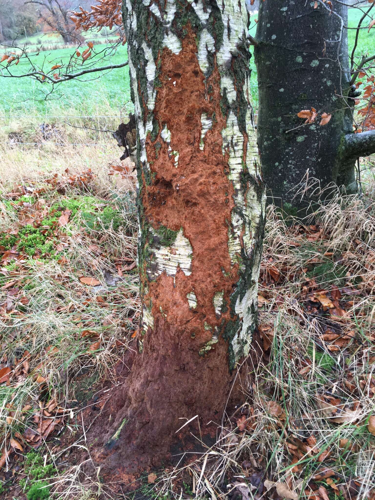 Phellinus laevigatus (P. Karst.) Bourdot & Galzin 1928的圖片