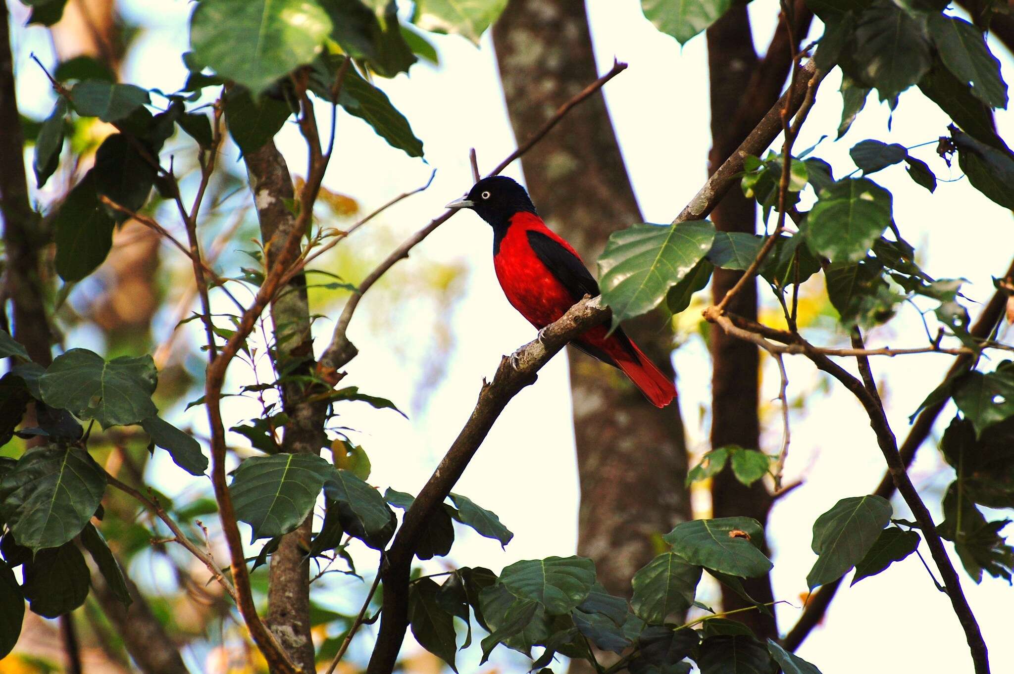 Image of Maroon Oriole