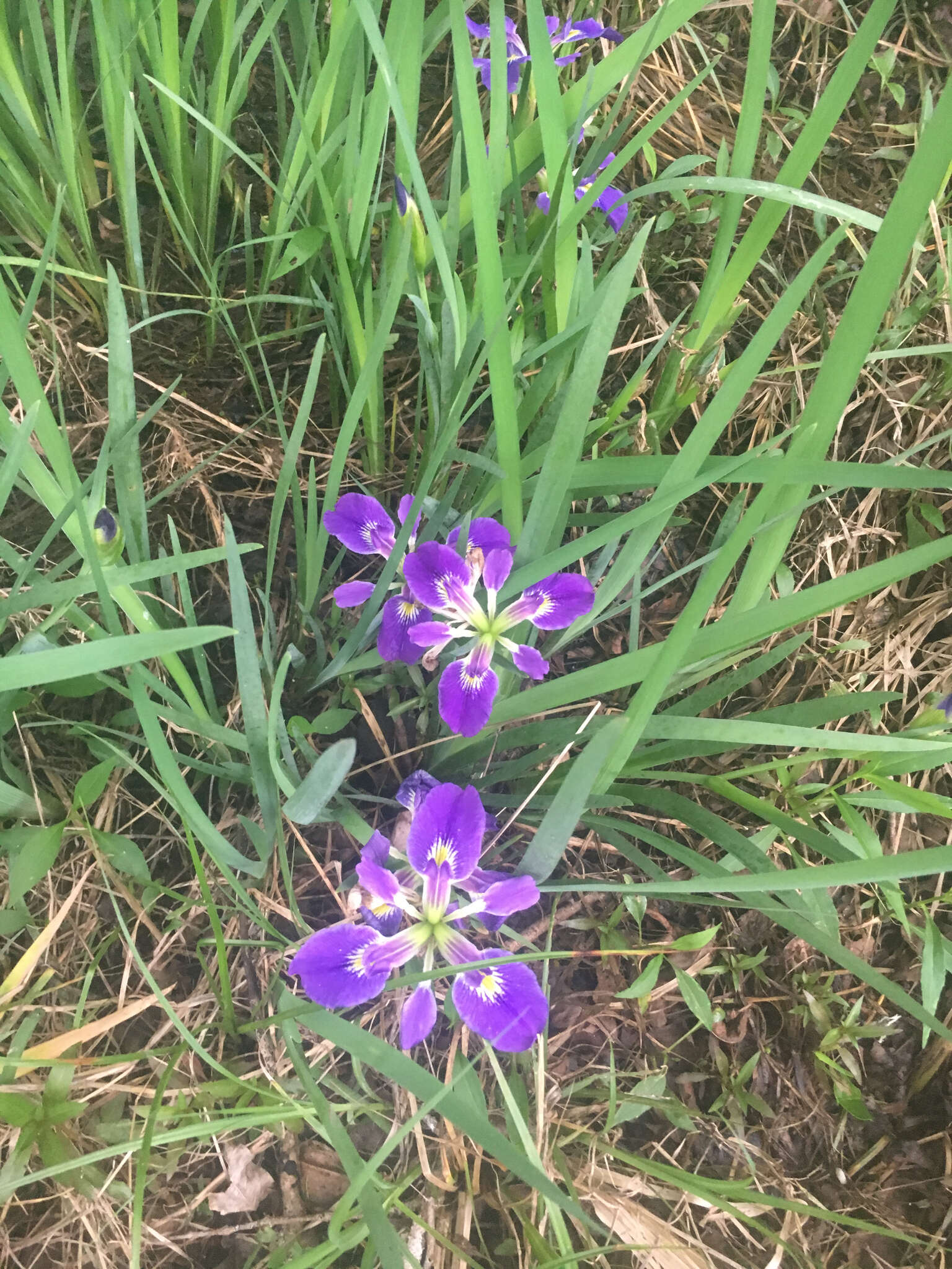 Image of zigzag iris