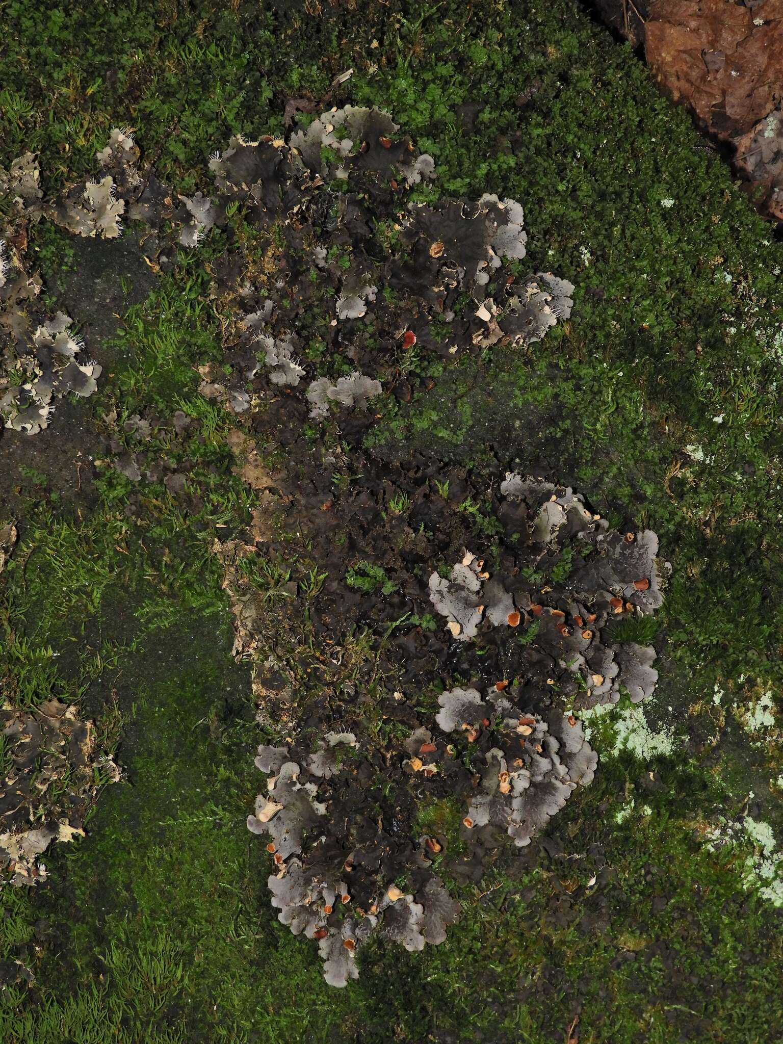 Image of felt lichen