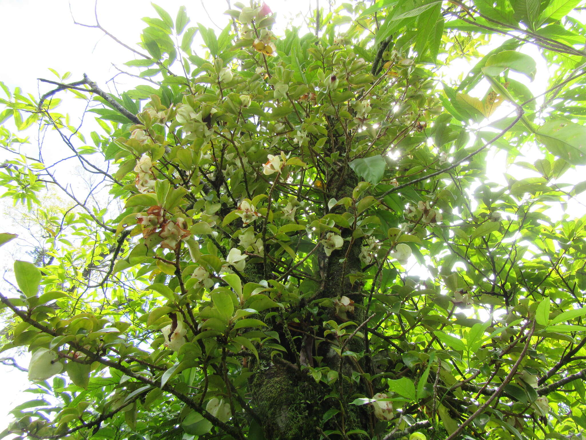 Imagem de Drymonia oinochrophylla (Donn. Sm.) D. N. Gibson