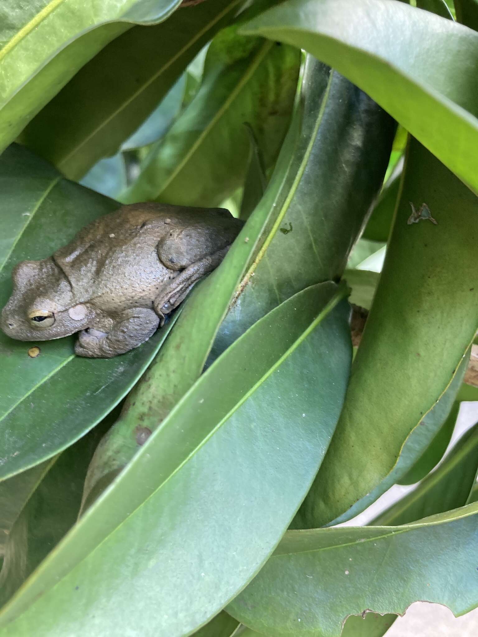 Image of Veragua Cross-banded Treefrog