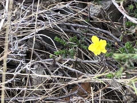 Image of thyme-leaved fumana