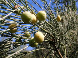 Image de Retanilla ephedra (Vent.) Brongniart