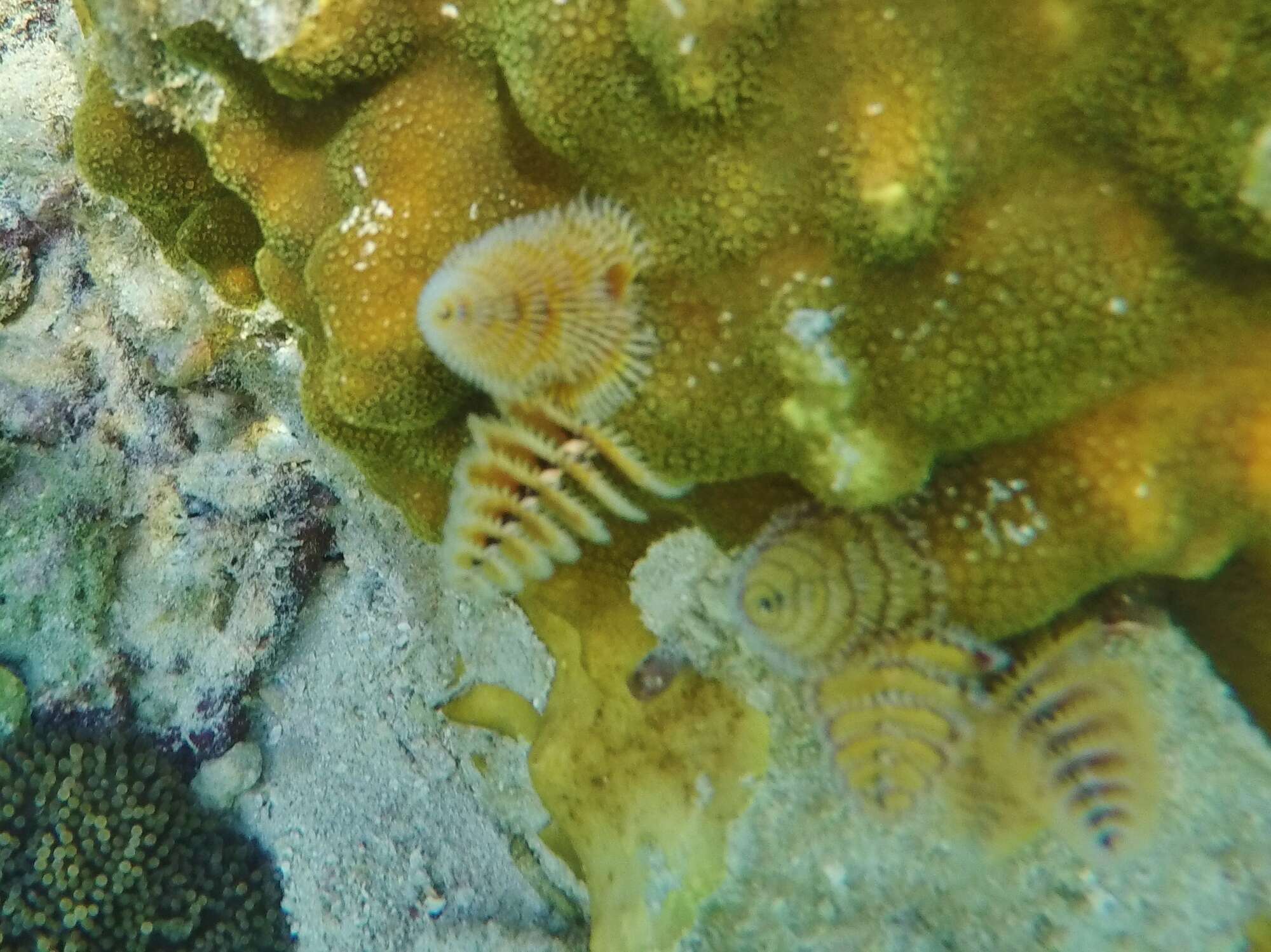 Image of Christmas tree worm