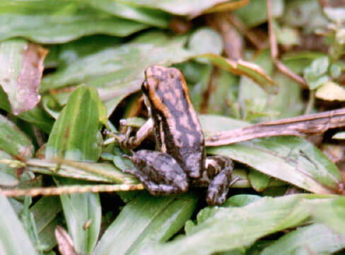 Plancia ëd Hyloxalus nexipus (Frost 1986)