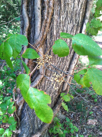 Image of eastern poison ivy