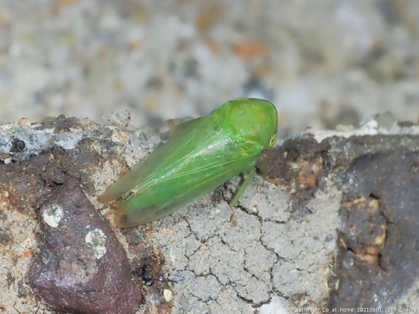 Image of Macropsis (Neomacropsis) decisa Hamilton 1983