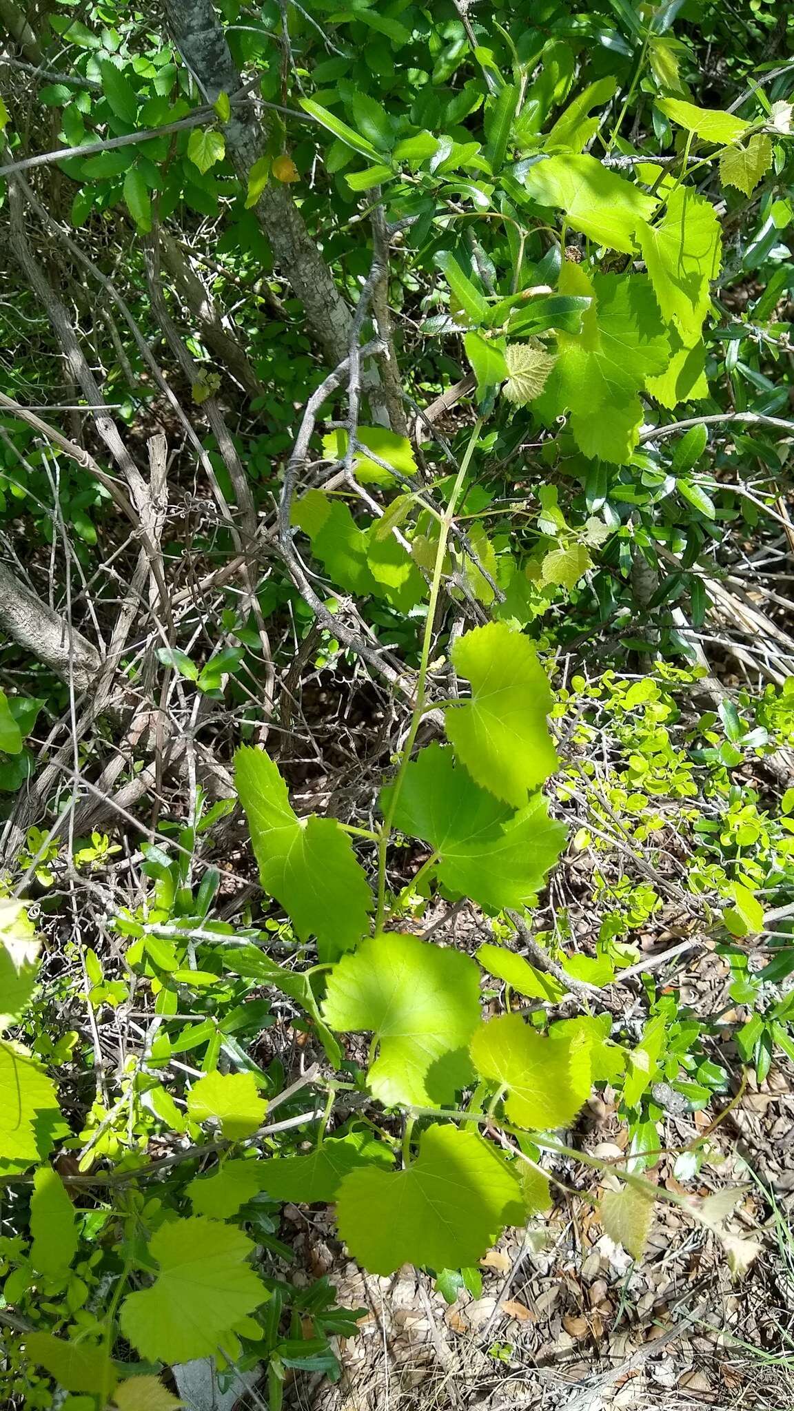 Image of Vitis berlandieri Planch.