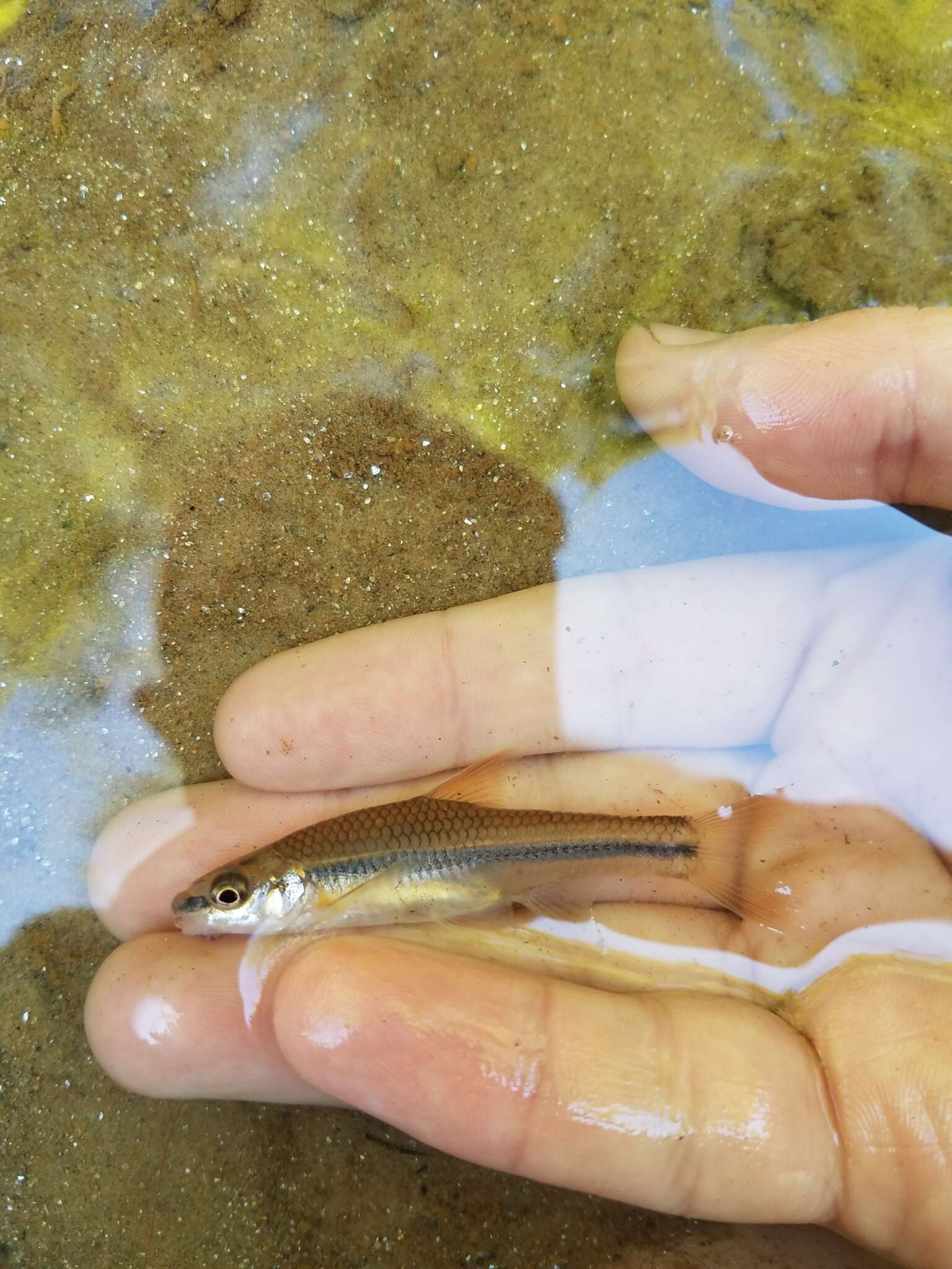 Image of Highback Chub