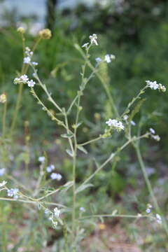 Image of Lappula heteracantha (Ledeb.) Gürke