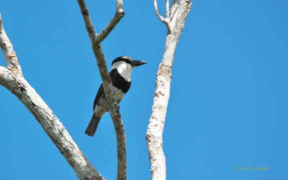 Image of White-necked Puffbird