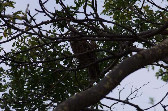 Image of African Wood Owl