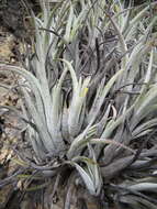 Image of Tillandsia pueblensis L. B. Sm.