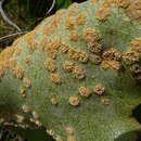 Image of Aecidium ranunculi-lyallii G. Cunn. 1930