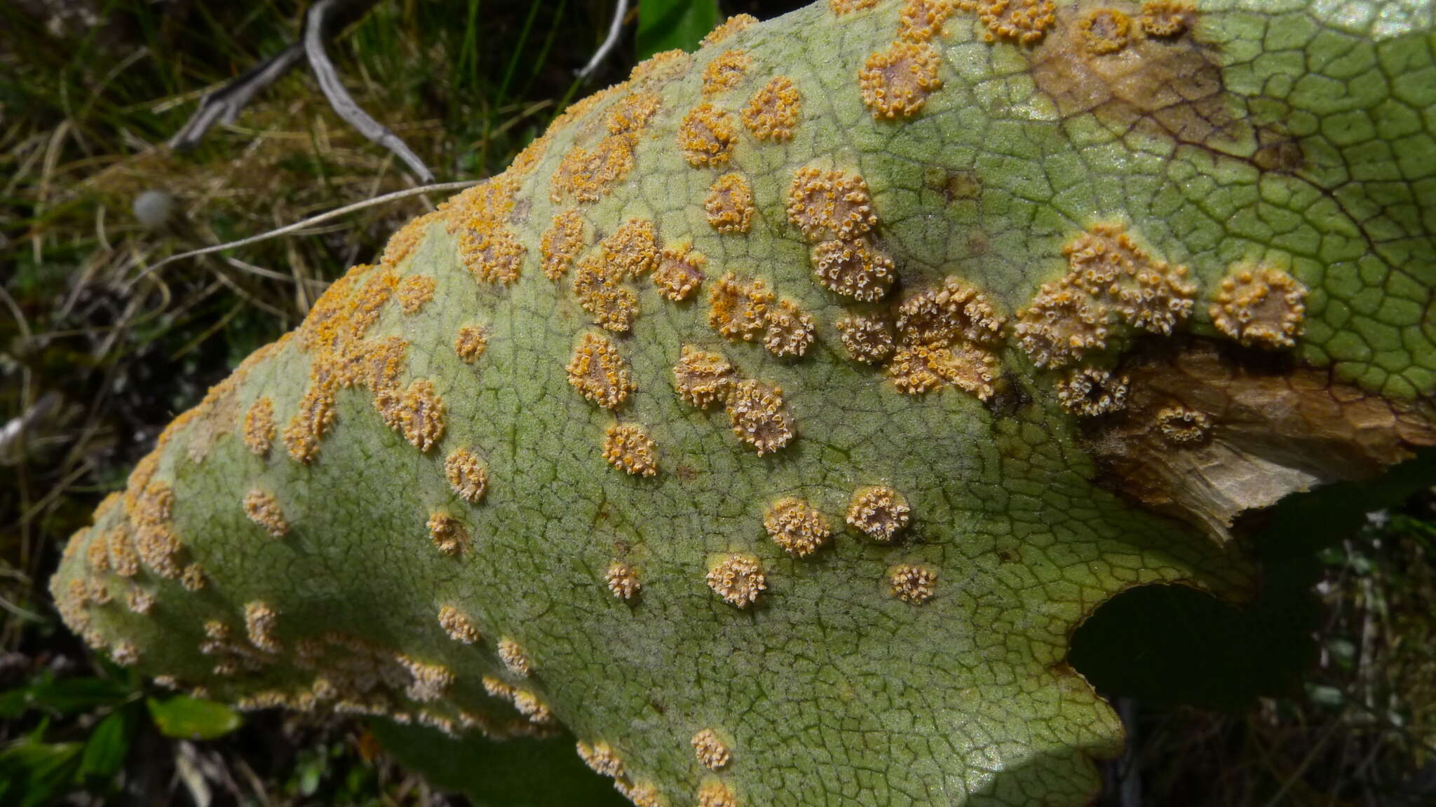 Image of Aecidium ranunculi-lyallii G. Cunn. 1930