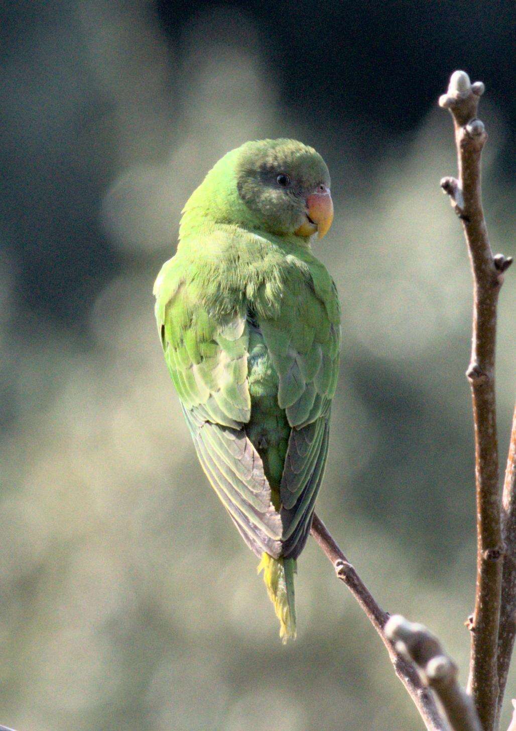 Image of Slaty-headed Parakeet