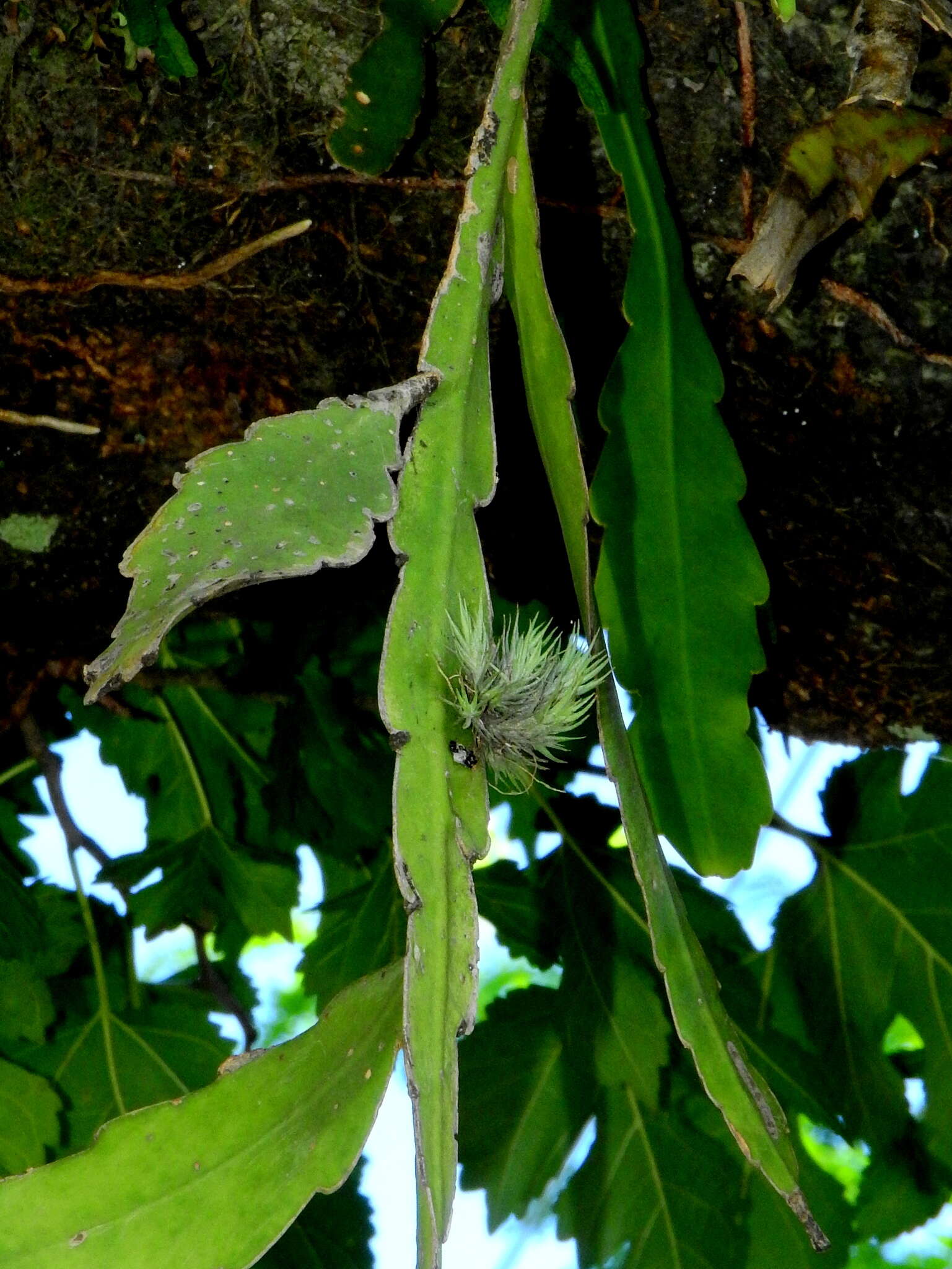 Image of Tillandsia tricholepis Baker