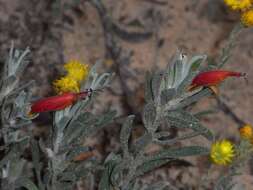 صورة Eremophila glabra subsp. murrayana