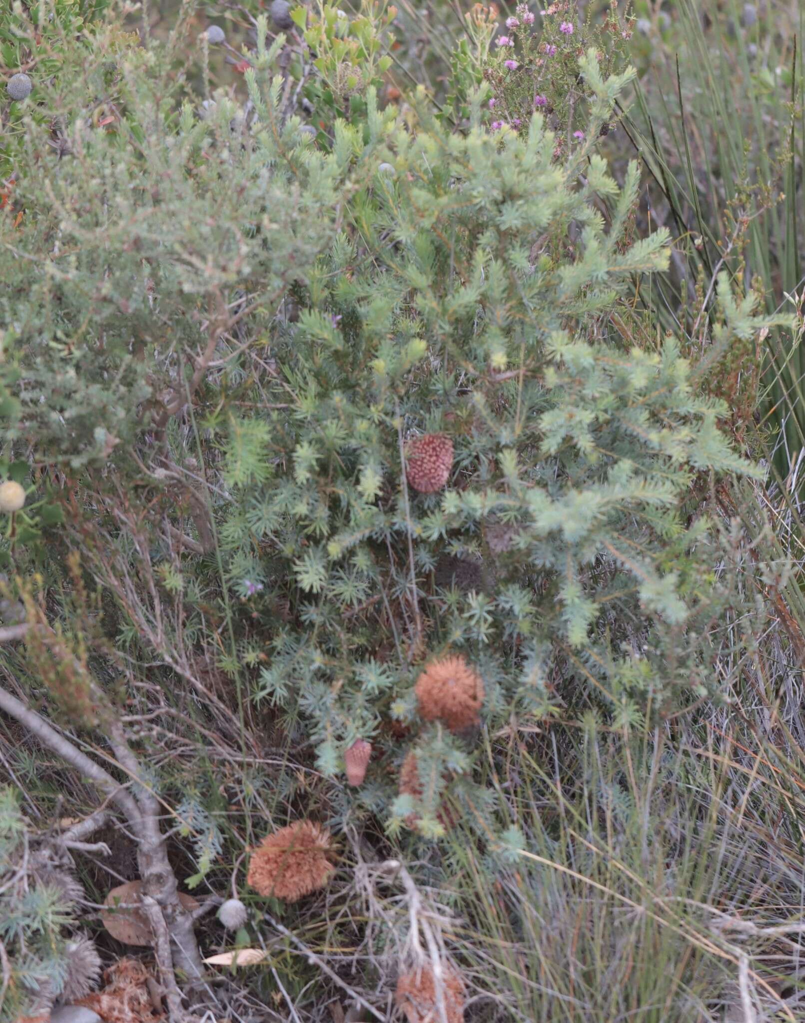 Image de Banksia nutans R. Br.