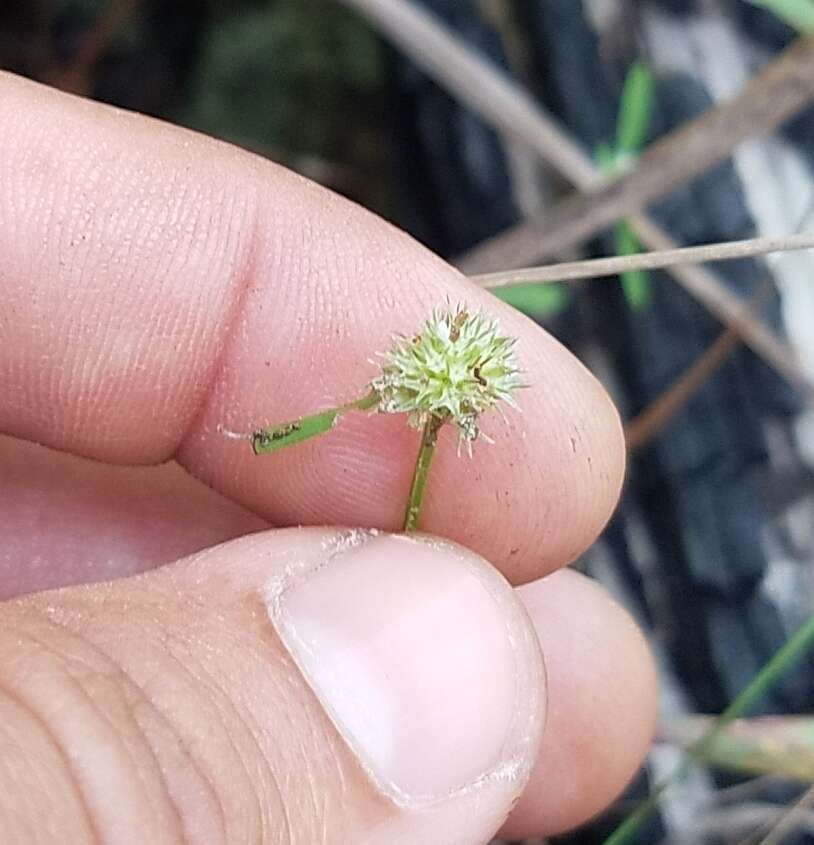 Imagem de Spermacoce prostrata Aubl.