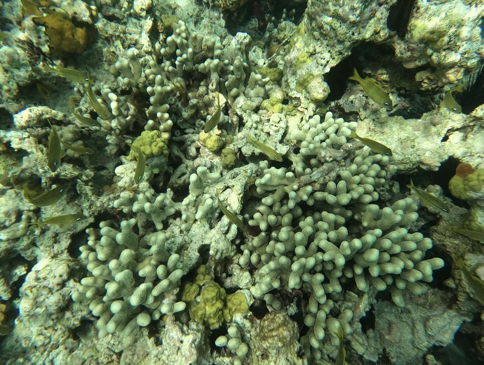 Image of Finger Coral