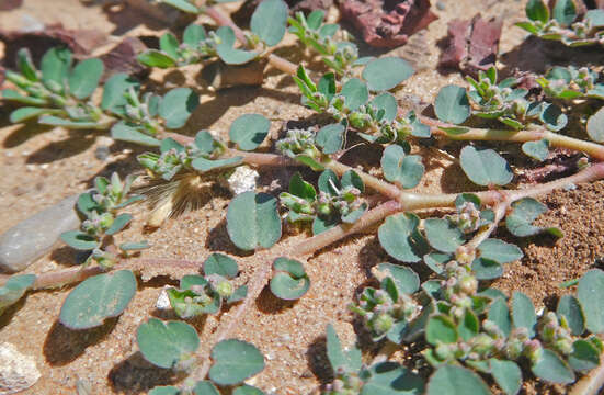 Image of Prostrate Sandmat