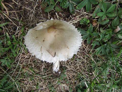 Image of Macrolepiota excoriata (Schaeff.) Wasser 1978