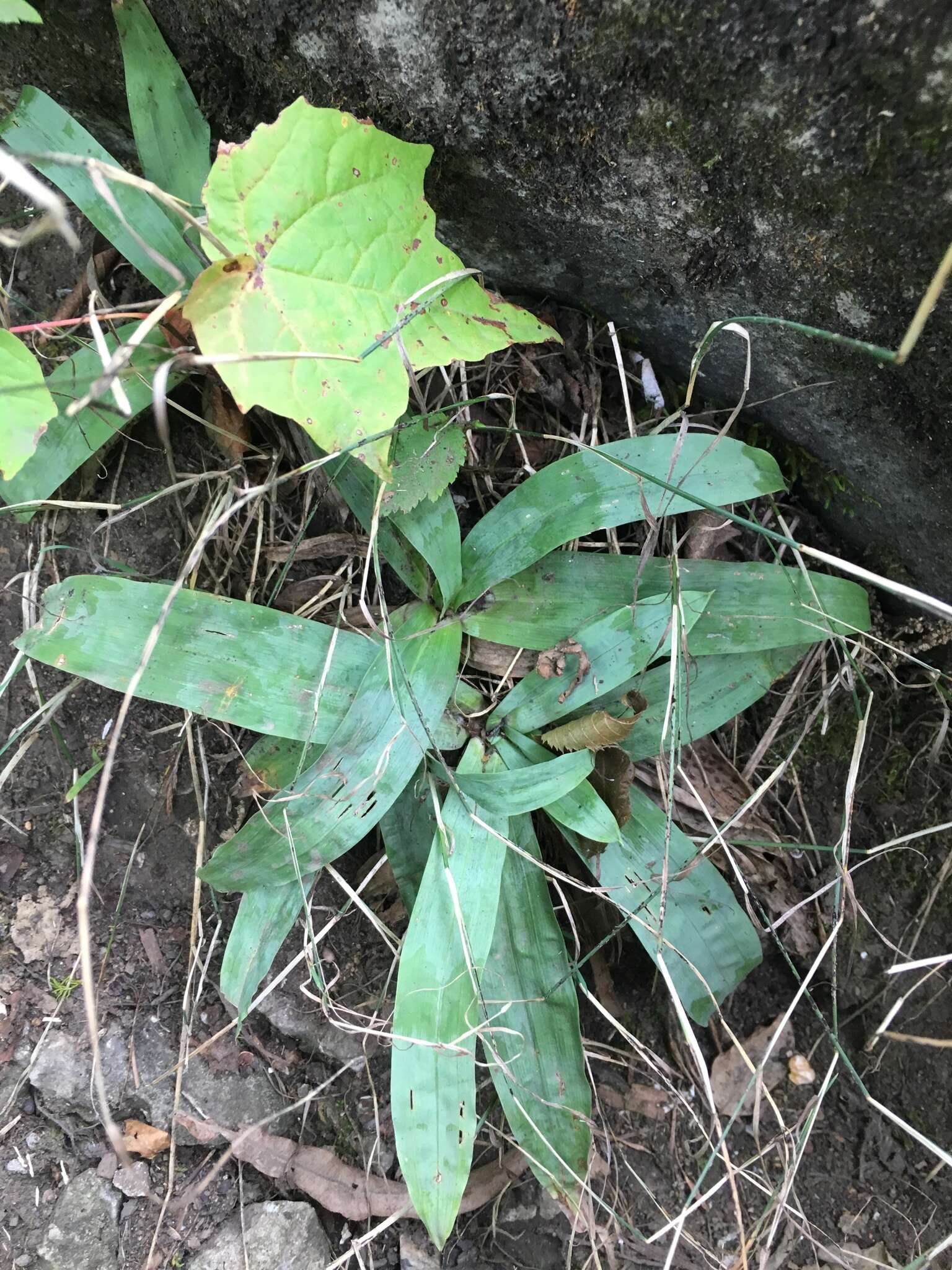 Image of broadleaf sedge