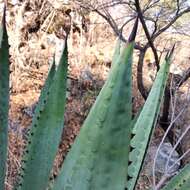 Image of Agave macroacantha Zucc.