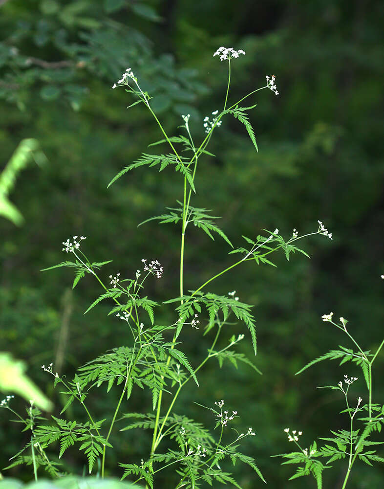 Torilis japonica (Houtt.) DC. resmi