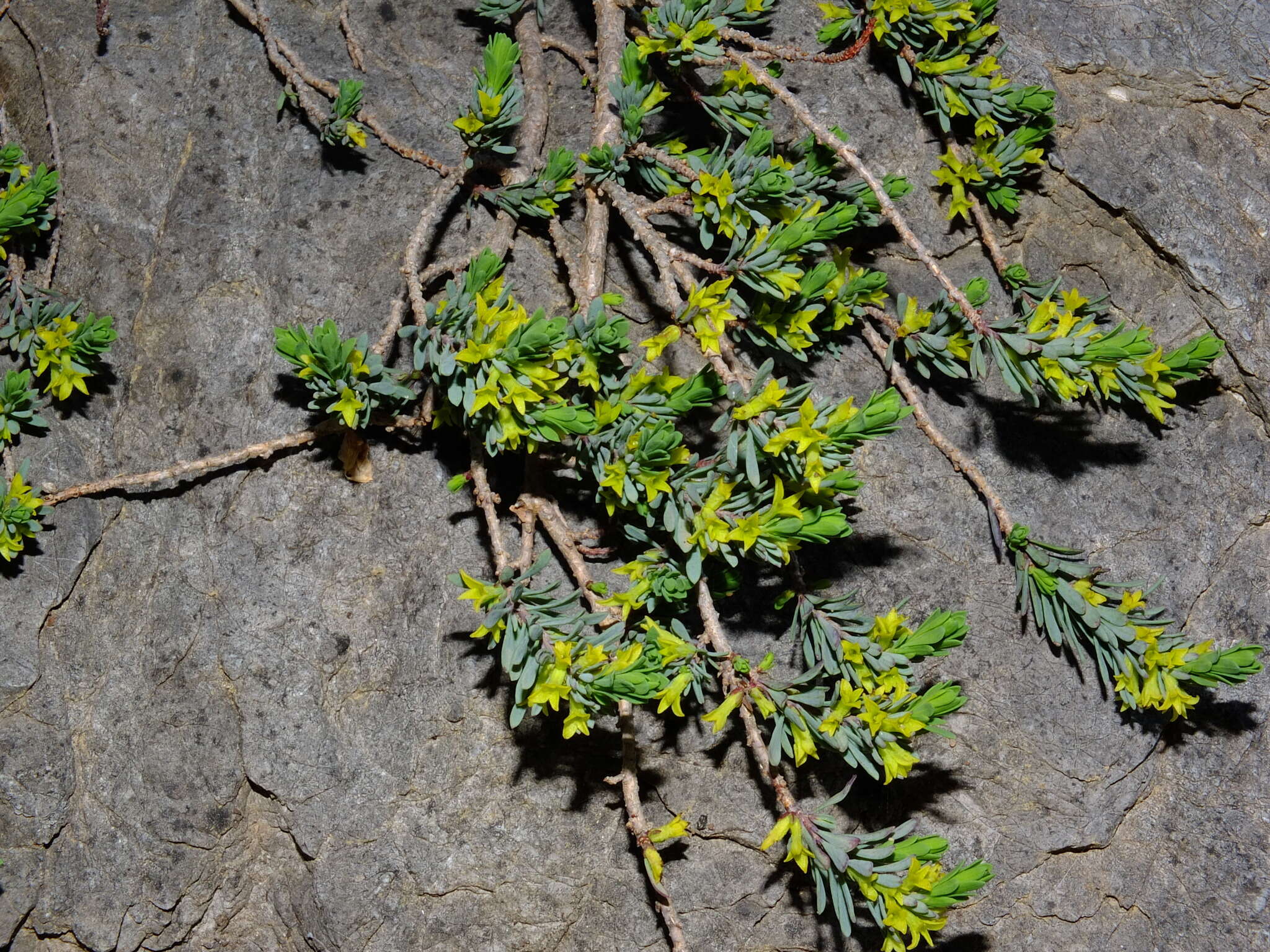 Image of Thymelaea dioica (Gouan) All.