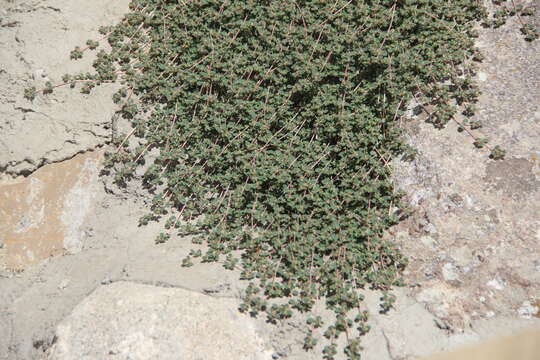 Image of Euphorbia chamaesyce L.