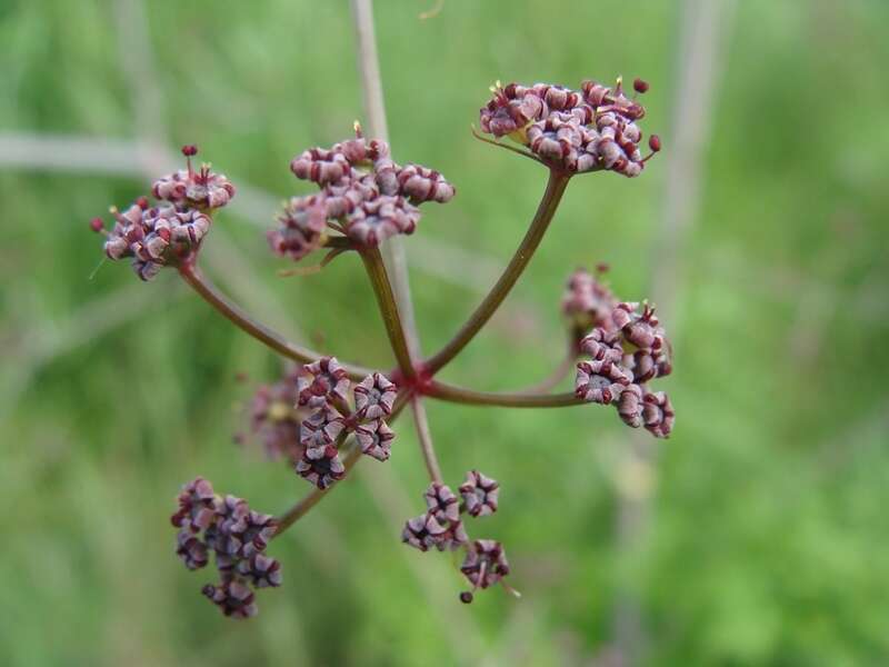 Image of Arracacia atropurpurea (Lehm.) Benth. & Hook. fil. ex Hemsl.