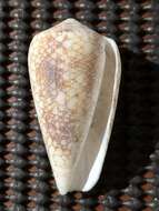 صورة Conus omaria Hwass ex Bruguière 1792