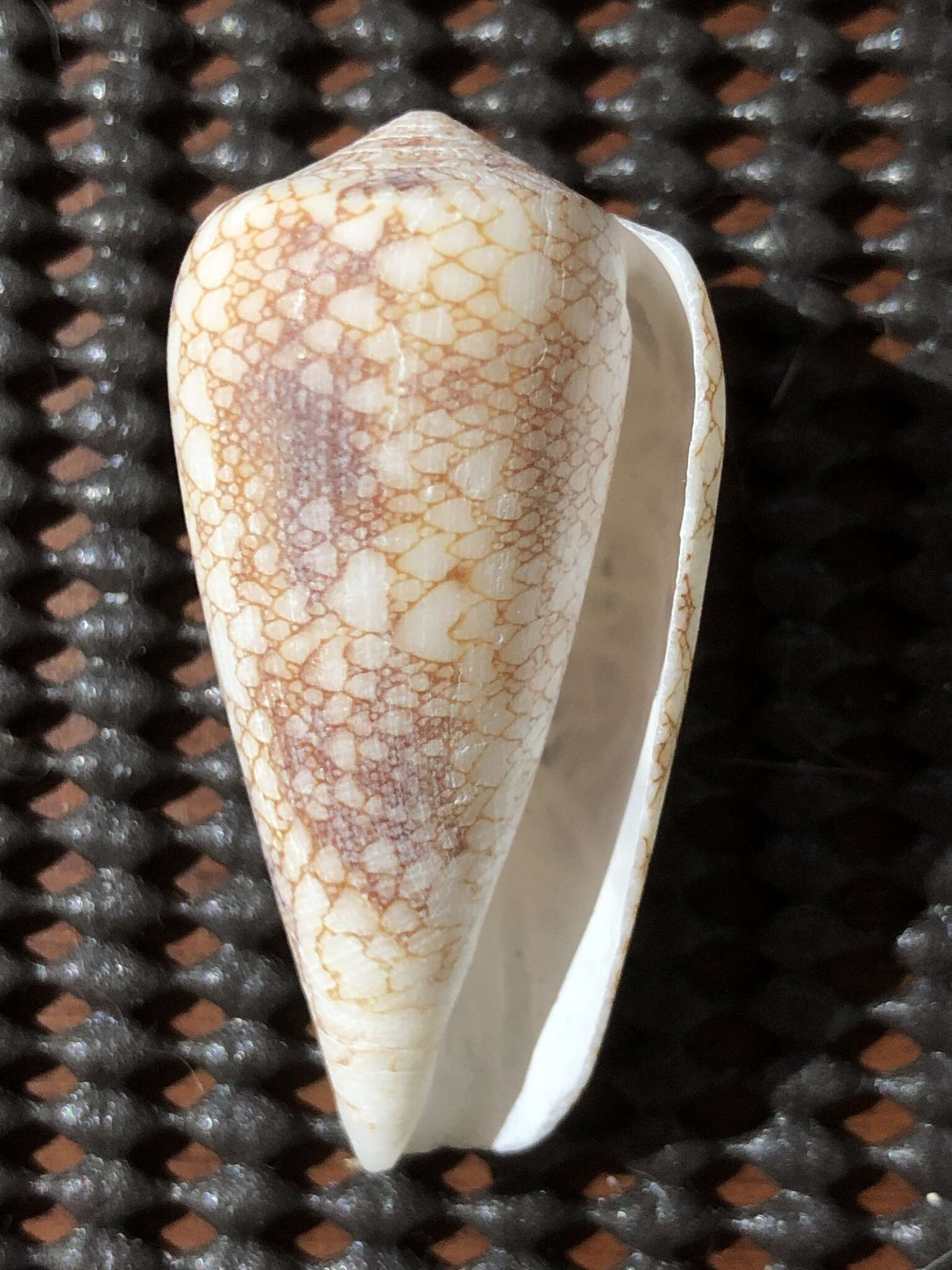 صورة Conus omaria Hwass ex Bruguière 1792