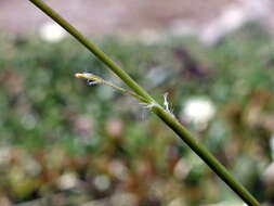 Image of Luzula sylvatica subsp. sieberi (Tausch) K. Richt.