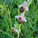 Image of Ophrys albertiana E. G. Camus