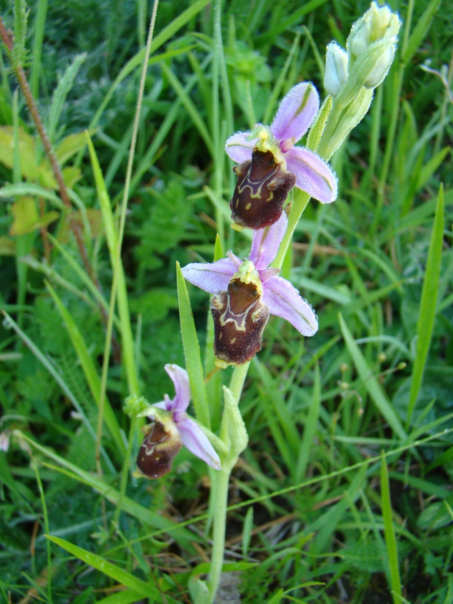 Image of Ophrys albertiana E. G. Camus