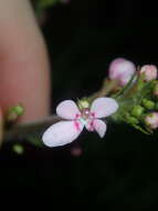 Image de Stylidium elongatum Benth.