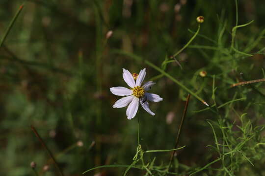 Image of pink tickseed