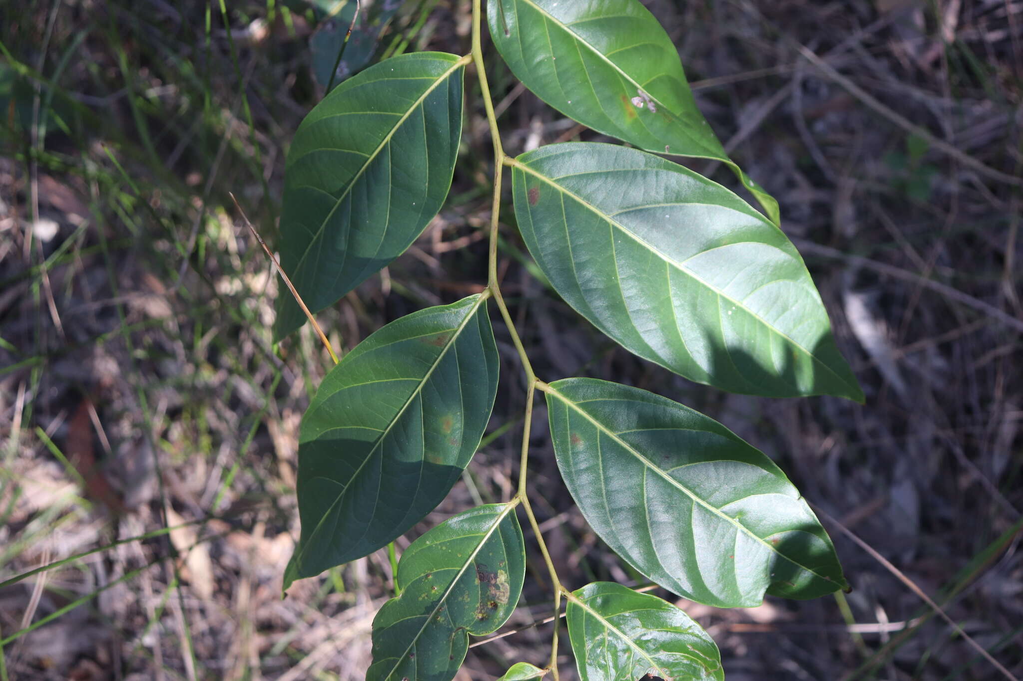 Image of Glochidion zeylanicum var. zeylanicum