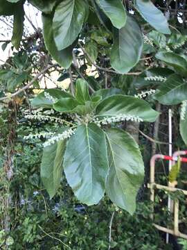 Image of Claoxylon indicum (Reinw. ex Blume) Hassk.