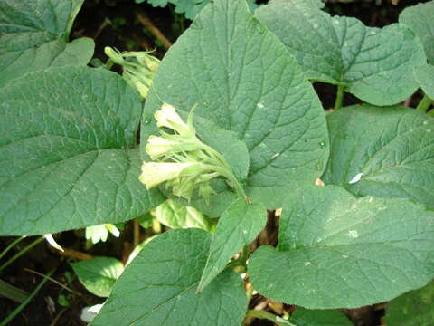 Image of heart-leaved comfrey