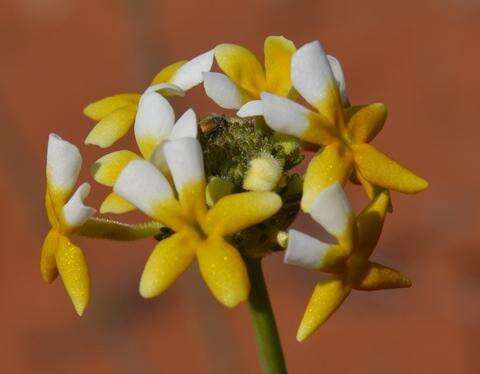 Image of Manulea altissima L. fil.