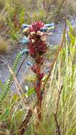 Image of Puya eryngioides André