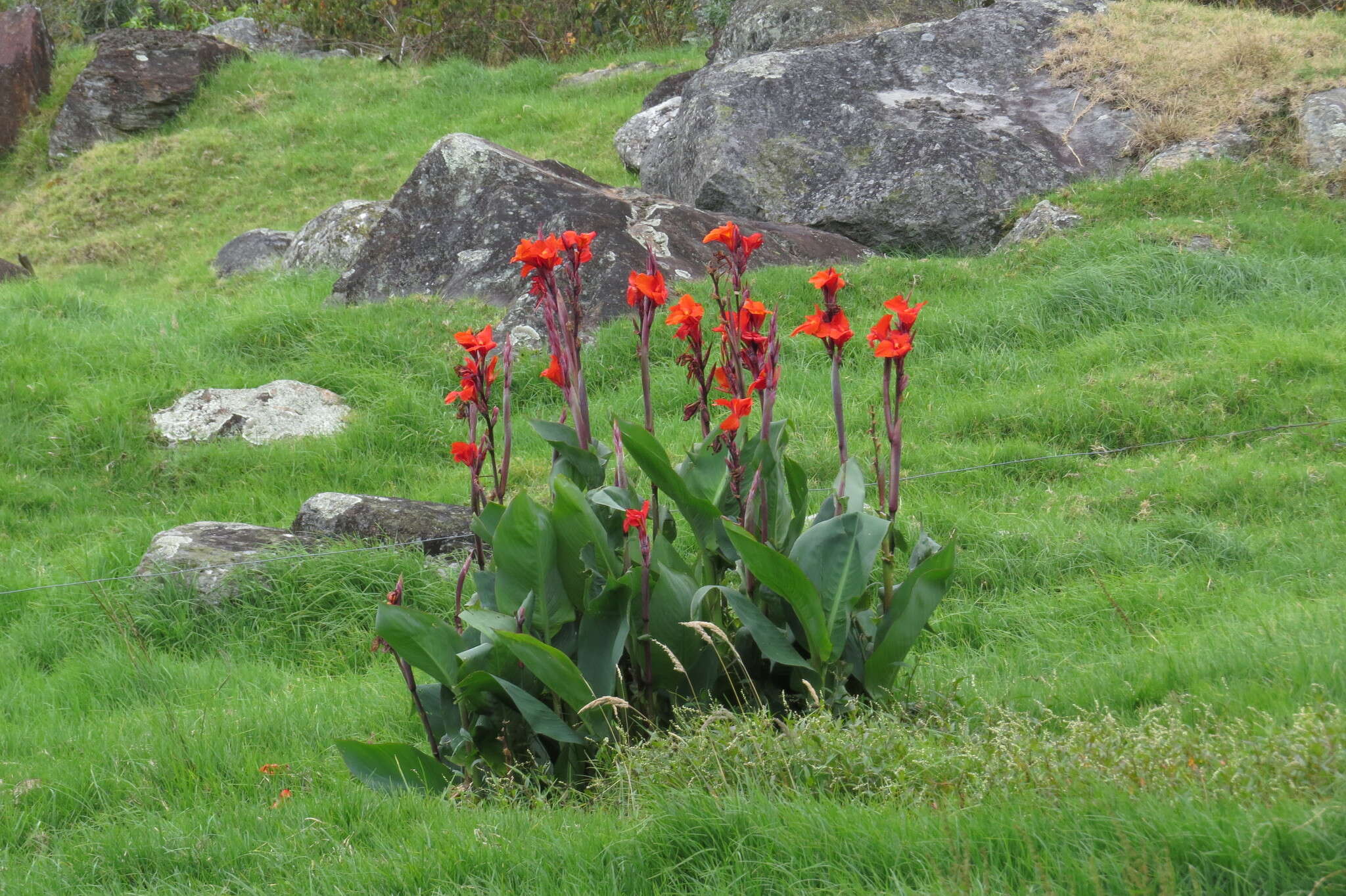 Image of Canna indica L.