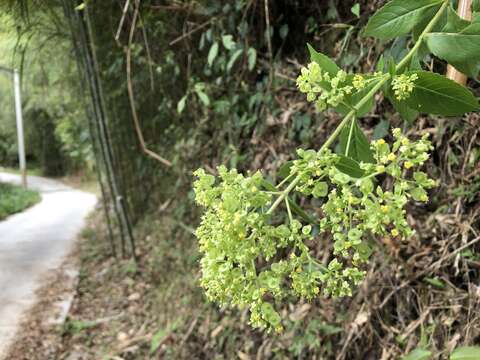 Image of Patrinia villosa (Thunb.) Juss.