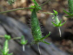 Image of Blumenbachia silvestris Poepp.