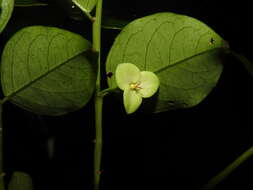 Image of Phyllanthus koghiensis Guillaumin